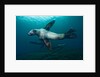 Swimming Steller sea lions by Anonymous