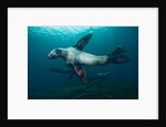 Swimming Steller sea lions by Anonymous