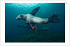 Swimming Steller sea lions by Anonymous