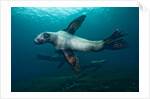 Swimming Steller sea lions by Anonymous