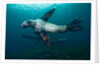 Swimming Steller sea lions by Anonymous