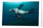 Swimming Steller sea lions by Anonymous