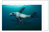 Swimming Steller sea lions by Anonymous