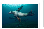 Swimming Steller sea lions by Anonymous
