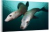 Steller sea lions by Anonymous