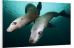 Steller sea lions by Anonymous
