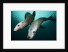 Steller sea lions by Anonymous