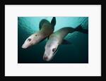 Steller sea lions by Anonymous
