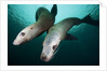 Steller sea lions by Anonymous