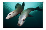 Steller sea lions by Anonymous