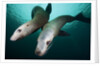 Steller sea lions by Anonymous