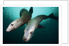 Steller sea lions by Anonymous
