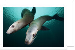 Steller sea lions by Anonymous