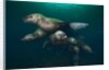Steller sea lions swimming underwater by Anonymous