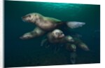 Steller sea lions swimming underwater by Anonymous