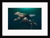 Steller sea lions swimming underwater by Anonymous