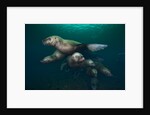 Steller sea lions swimming underwater by Anonymous