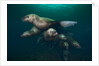 Steller sea lions swimming underwater by Anonymous