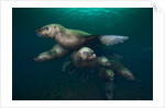 Steller sea lions swimming underwater by Anonymous