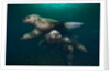 Steller sea lions swimming underwater by Anonymous