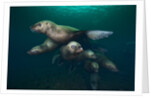 Steller sea lions swimming underwater by Anonymous