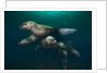 Steller sea lions swimming underwater by Anonymous