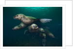 Steller sea lions swimming underwater by Anonymous