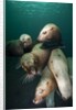 Swimming Steller sea lions by Anonymous
