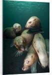 Swimming Steller sea lions by Anonymous
