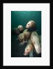 Swimming Steller sea lions by Anonymous