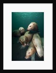 Swimming Steller sea lions by Anonymous