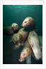 Swimming Steller sea lions by Anonymous