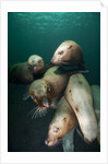 Swimming Steller sea lions by Anonymous