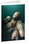 Swimming Steller sea lions by Anonymous