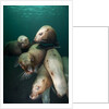 Swimming Steller sea lions by Anonymous
