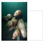 Swimming Steller sea lions by Anonymous