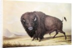 Bull Buffalo by George Catlin