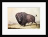 Bull Buffalo by George Catlin