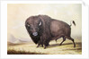 Bull Buffalo by George Catlin