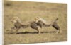 Cheetah cubs playing on savanna by Anonymous
