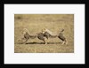 Cheetah cubs playing on savanna by Anonymous