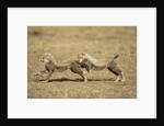 Cheetah cubs playing on savanna by Anonymous