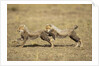 Cheetah cubs playing on savanna by Anonymous