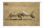 Cheetah cubs playing on savanna by Anonymous