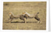 Cheetah cubs playing on savanna by Anonymous