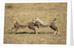 Cheetah cubs playing on savanna by Anonymous
