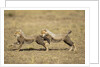 Cheetah cubs playing on savanna by Anonymous
