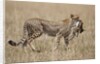 Cheetah carrying Thomson's Gazelle calf kill by Anonymous