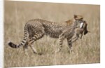 Cheetah carrying Thomson's Gazelle calf kill by Anonymous