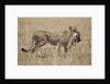 Cheetah carrying Thomson's Gazelle calf kill by Anonymous